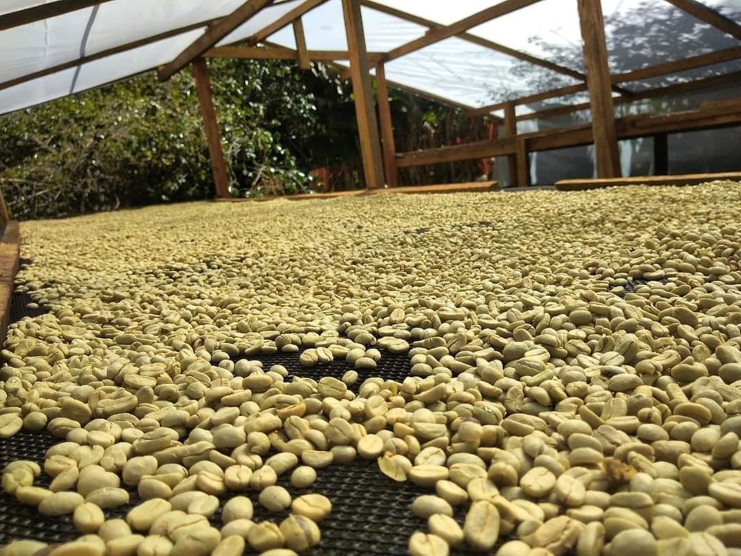 Café Verde Arábica de Especialidad Blend