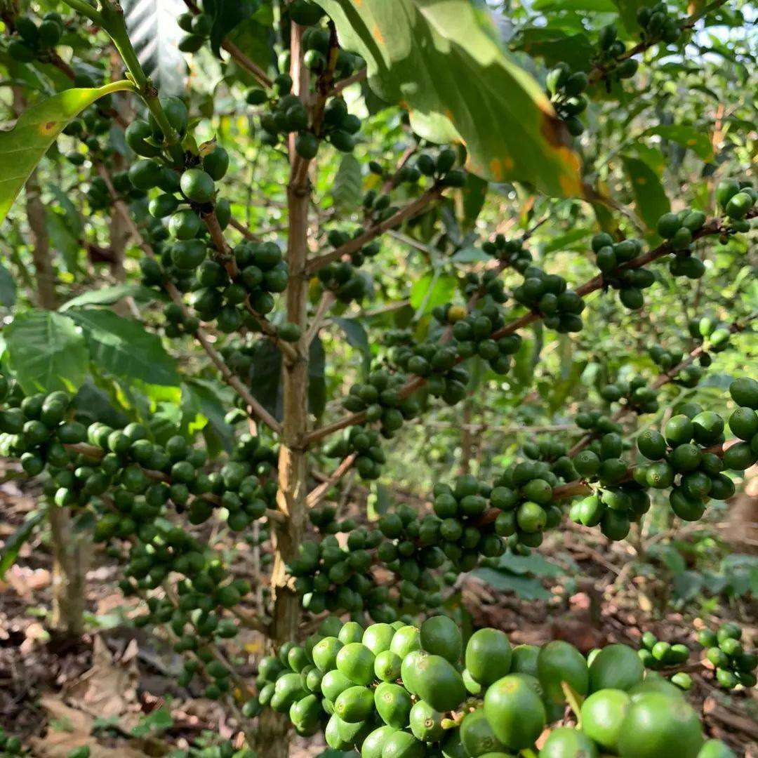 Café Verde Arábica de Especialidad 