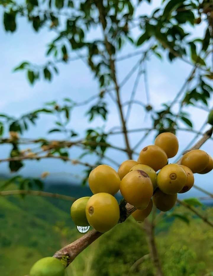 Café Verde Arábica de Especialidad 